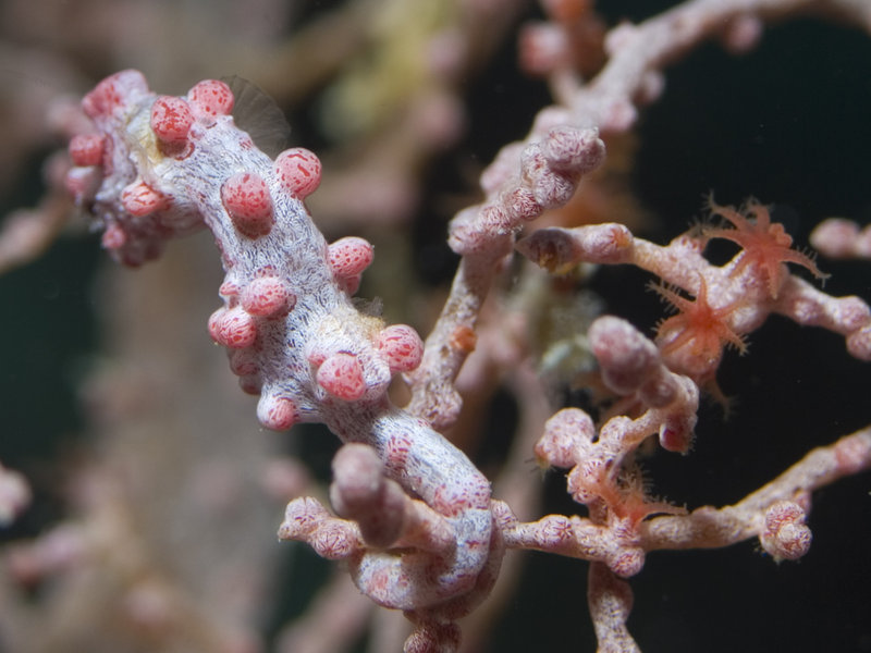 Seaventures House Reef, Pygmy Seahorse
